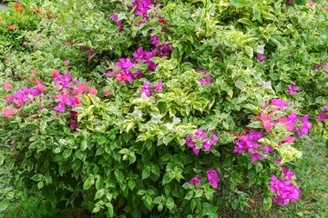 Bougainvillea flower purple beautiful