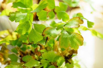 葉枯れしたアジアンタム