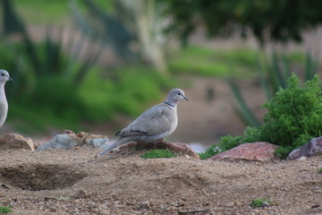 Eurasian Dove