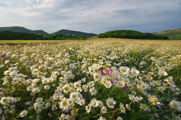 Spring daisy flowers  in meadow.