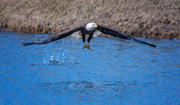 Eagle Catching Fish