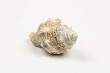 Single Seashell Isolated on White