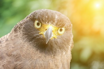 Falcon Peregrine or golden eagle, Closeup with sunset light tone