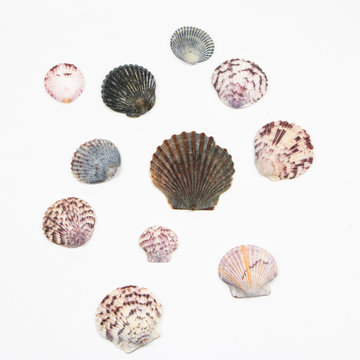 Various Shells Isolated on White