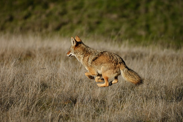 Coyote in field running at full speed