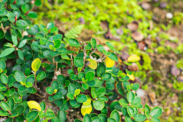 The dew on the leaves