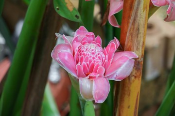 etlingera elatior  local flower,  family zingiberaceae, bohol philippines