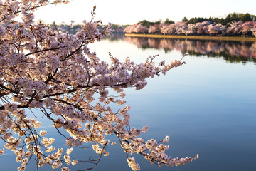 Cherry blossom in Washington DC. Beautiful Japanese cherry trees in full bloom around Tidal Basin in the spring.