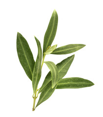 Photo of green olive branch, isolated on white