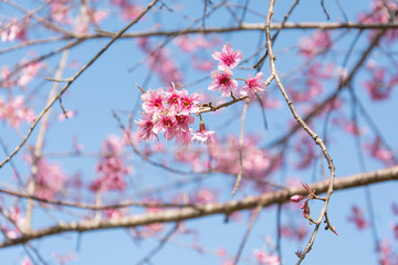 Cherry blossoms on blue sky background, Cerasoides on blue sky background,Wild himalayan cherry in thailand on blue sky background, Pink flowers on blue sky background, Selective focus