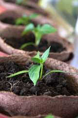seedlings of pepper