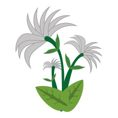 chrysanthemum flower spring image vector illustration eps 10