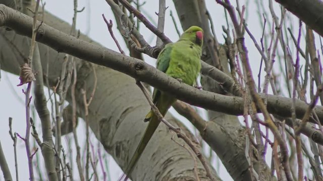 Parrot - Parakeet on a tree branch.