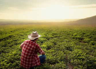 Farmer and the groundnut farm