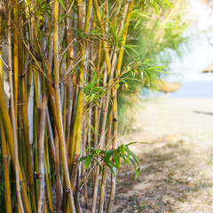 Bamboo trees on sea, beach background. Copy space.