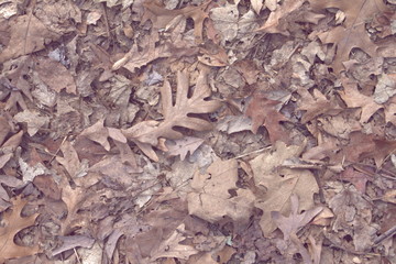 fall leaves background