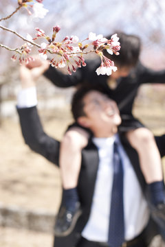 Father carrying son on shoulders and cherry blossoms