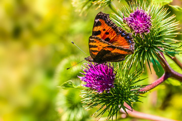 motyl © Janusz Lipiński