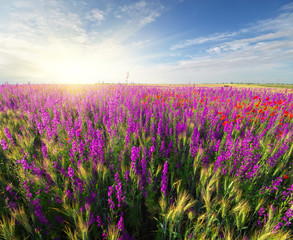 Meadow of spring violet flowers