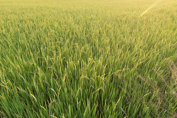 Rice field background and texture