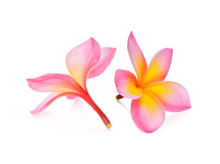 Fototapeta premium frangipani flowers isolated on white background