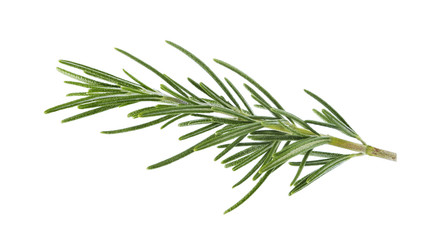 Fototapeta premium rosemary isolated on white background.