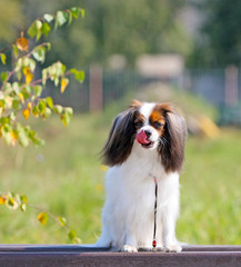 A beautiful white-red dog sits on a wooden bench and lickens his tongue. Portrait of a fallen on an autumn background. A cute puppy with hanging fluffy ears.