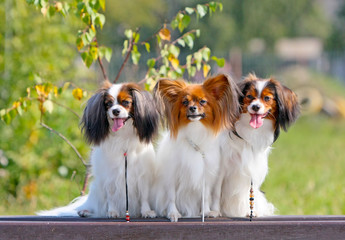 Three lovely white-red dogs sit on a wooden bench. Many puppies on an autumn background. Portrait of a falen and a papillon in the street. Horizontal arrangement.