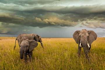 Elephant Family © jody