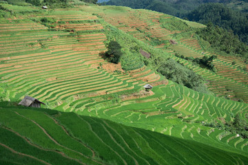 Fototapeta na wymiar Green Terraced ,Rice Field motion by strong wind,motion blur