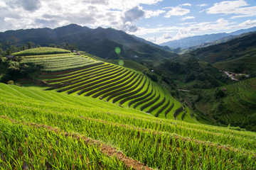 Fototapeta na wymiar green Terraced ,Rice Field motion by strong wind on cloudy day and sunlight,motion blur,Lens Flare