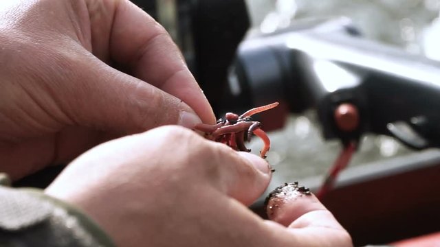 A male fisherman hanging earthworms on a fishing hook of rod for catching fish. HD