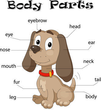 Dog body parts