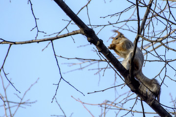 squirrel on a tree