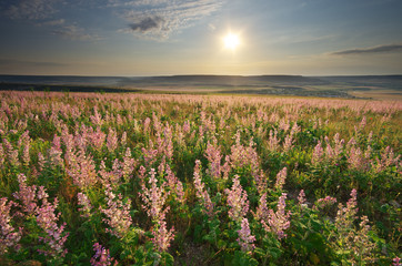 Spring meadow of flowers.