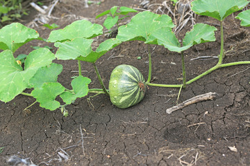 Pumpkin growing in the garden during the summer. Young pumpkin grown in the garden. Fresh organic pumpkin in field in Thailand