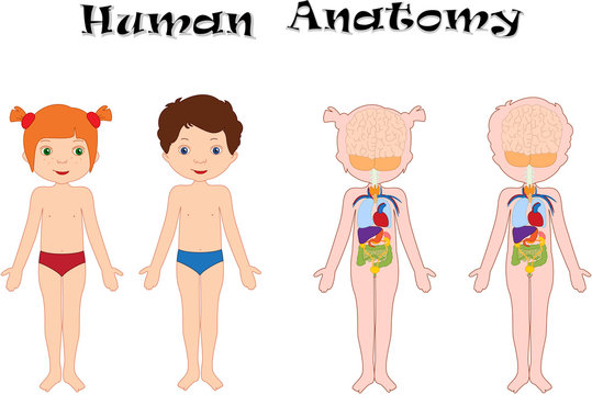 Boy And Girl Unclothed. Human Anatomy For Kids