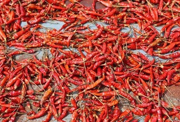 Fototapeta premium Hot chilli is drying on old zinc sheets. During midday