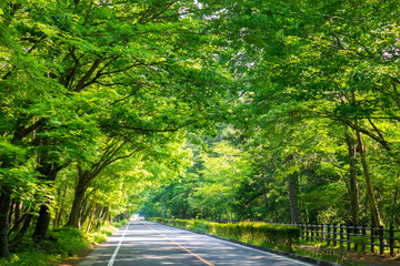 Obraz premium 車道：緑のトンネル