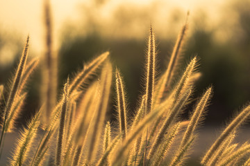 Obraz premium flower grass in summer blossom