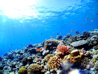 カラフルな珊瑚礁