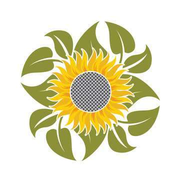 illustration with flower of sunflower and leaves
