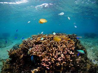 Fototapeta na wymiar 沖縄の珊瑚
