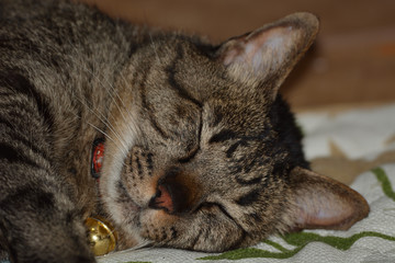 飼い猫の銀次　どんな夢みているのかな