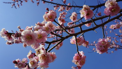 sakura