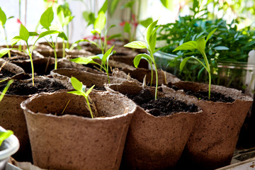 Delicate young shoots in peat pots on the window sill near the window. Seedling