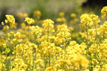 菜の花