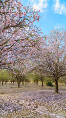 Fototapeta premium garden with flowering fruit trees