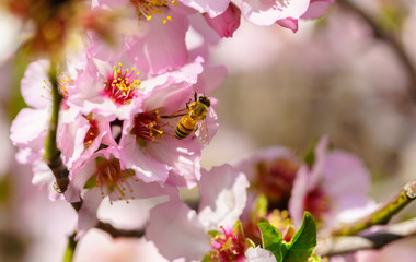 Blossoming peach tree