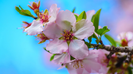 Blossoming peach tree branch